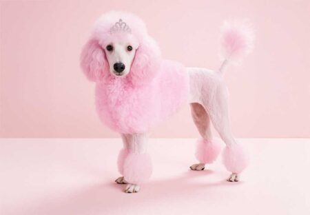 Unusual Animal Businesses